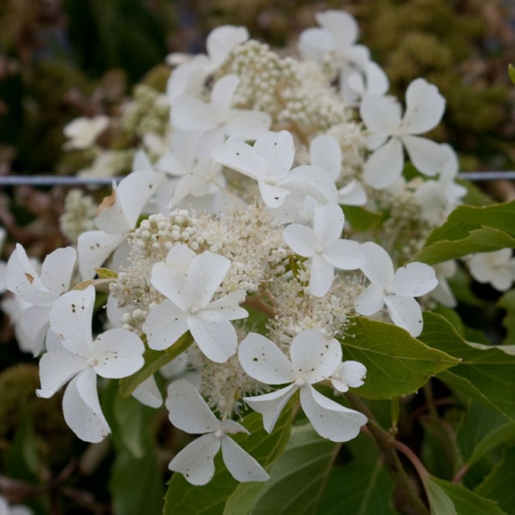Syyshortensia Levana