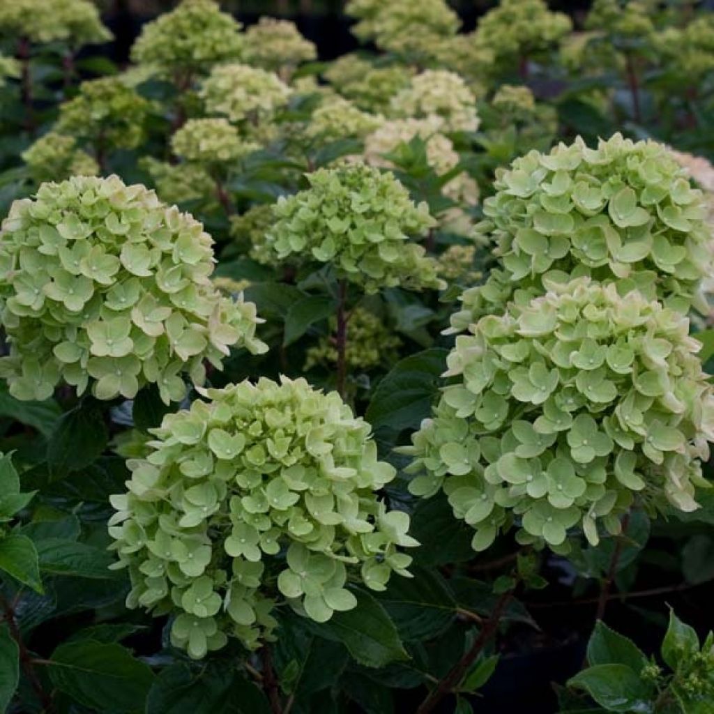 Syyshortensia Little Lime
