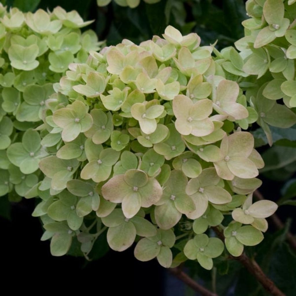 Syyshortensia Little Lime