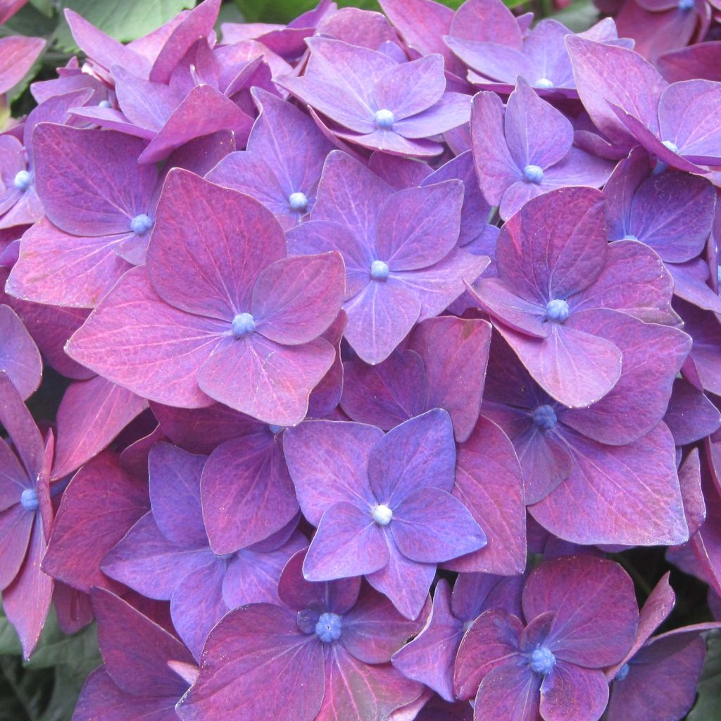 Jalohortensia Deep Purple Dance