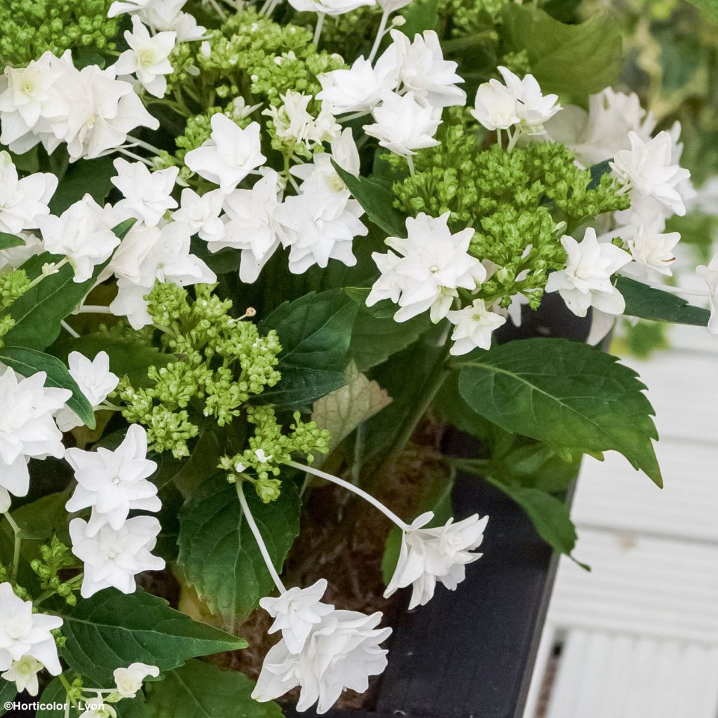 Jalohortensia Shooting Star
