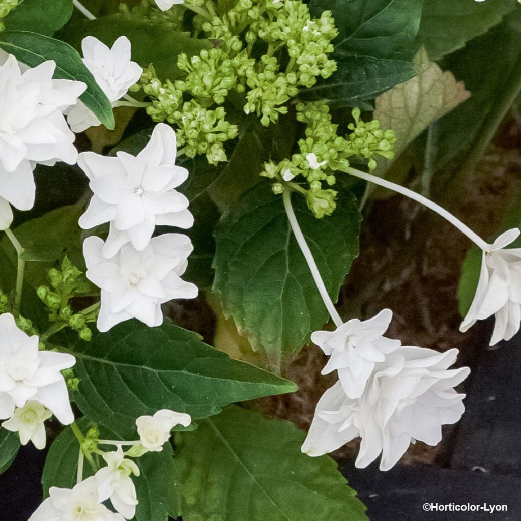 Jalohortensia Shooting Star
