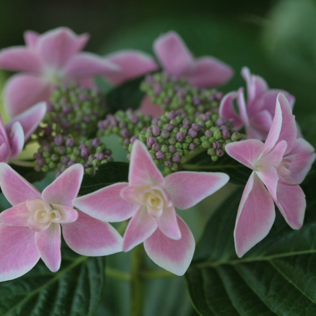Jalohortensia Stargazer