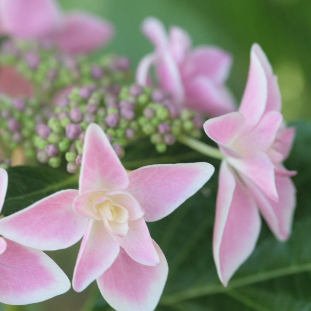 Jalohortensia Stargazer