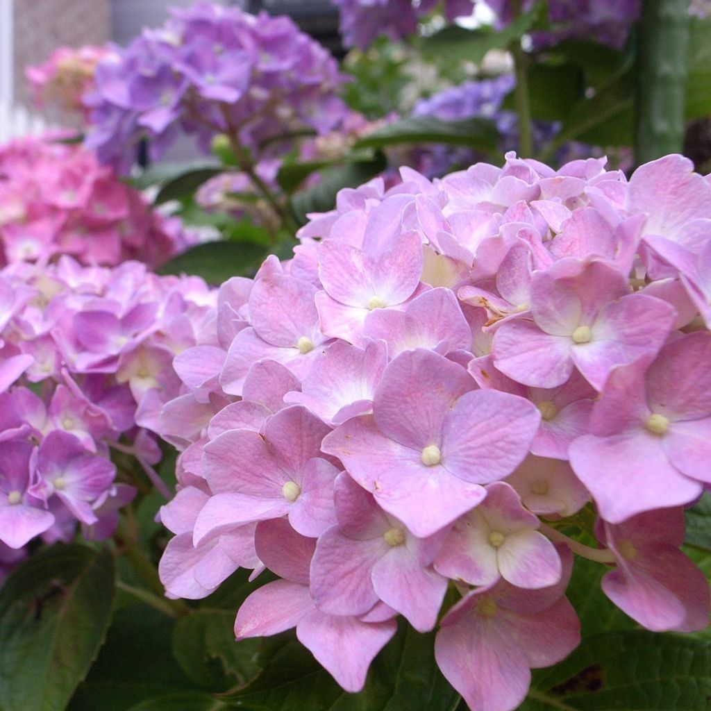 Jalohortensia Bela
