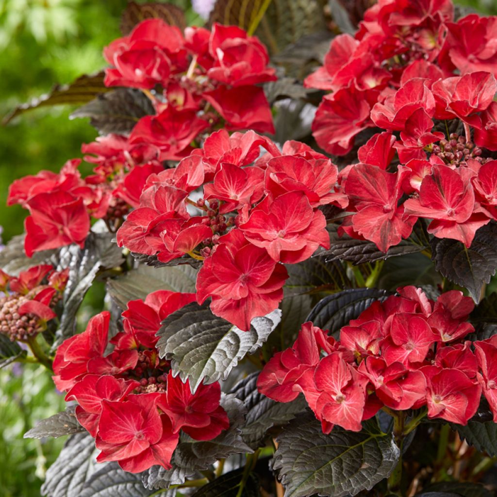 Jalohortensia After Midnight