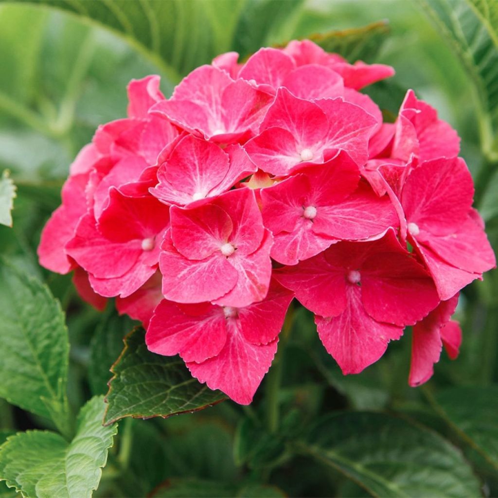 Jalohortensia Alpenglühen