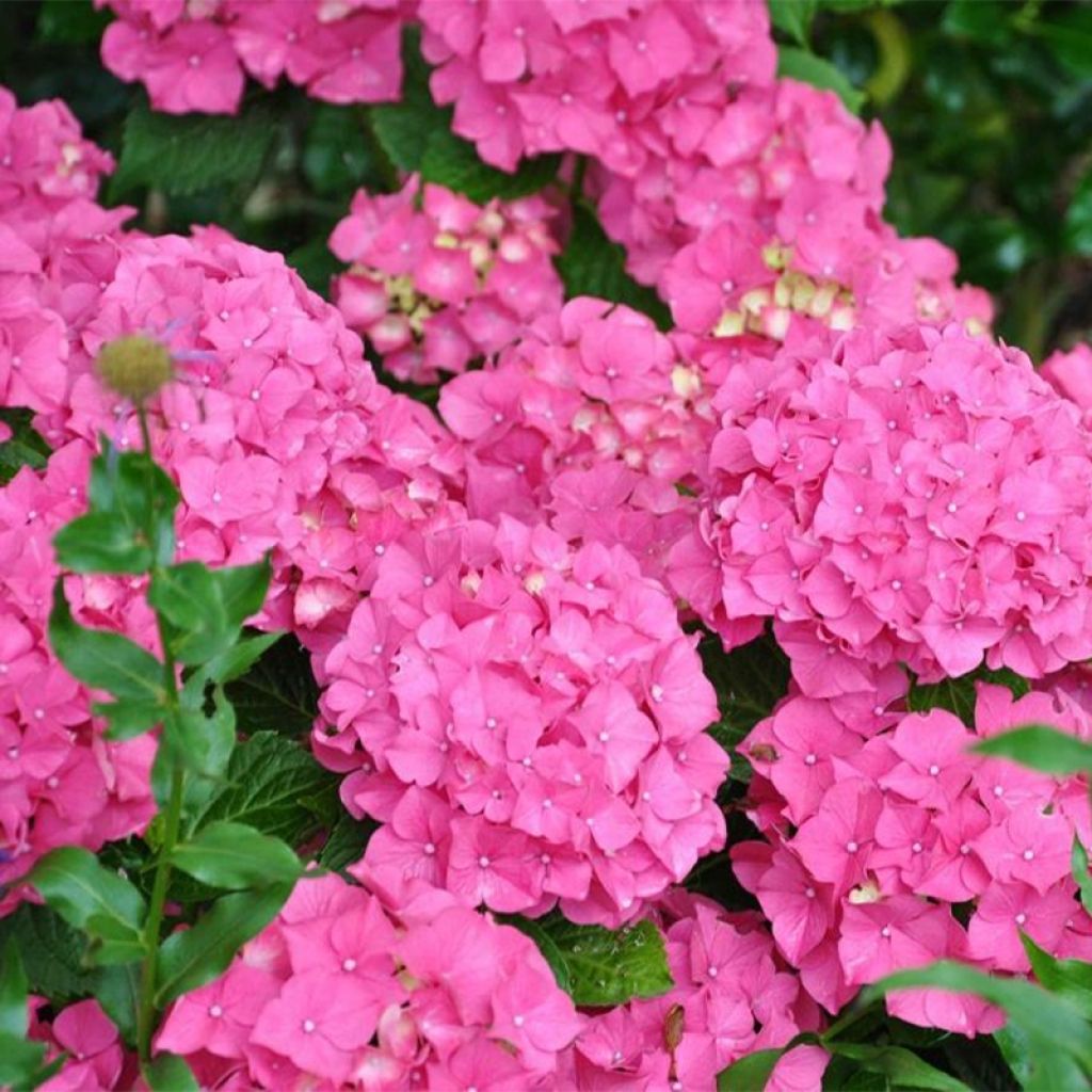 Jalohortensia Alpenglühen