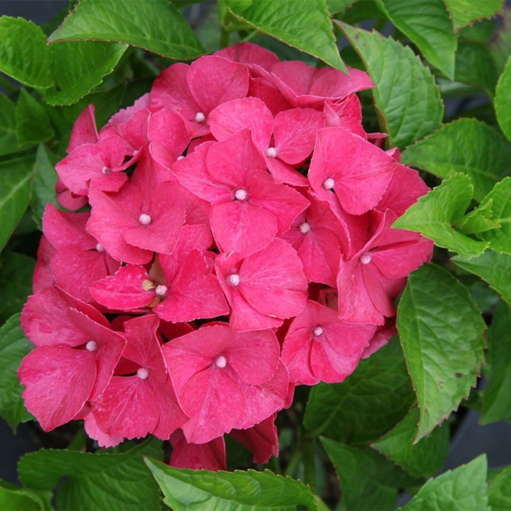 Jalohortensia Alpenglühen