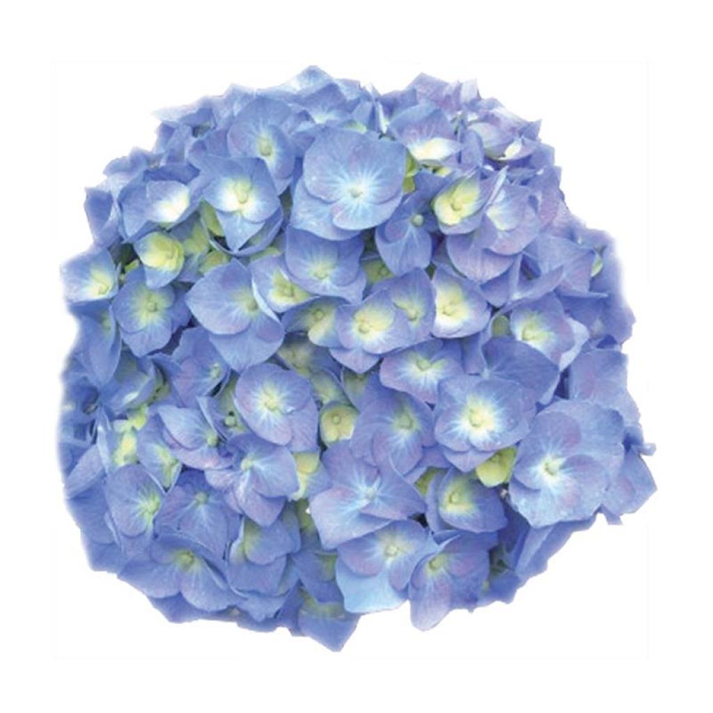 Jalohortensia Bela