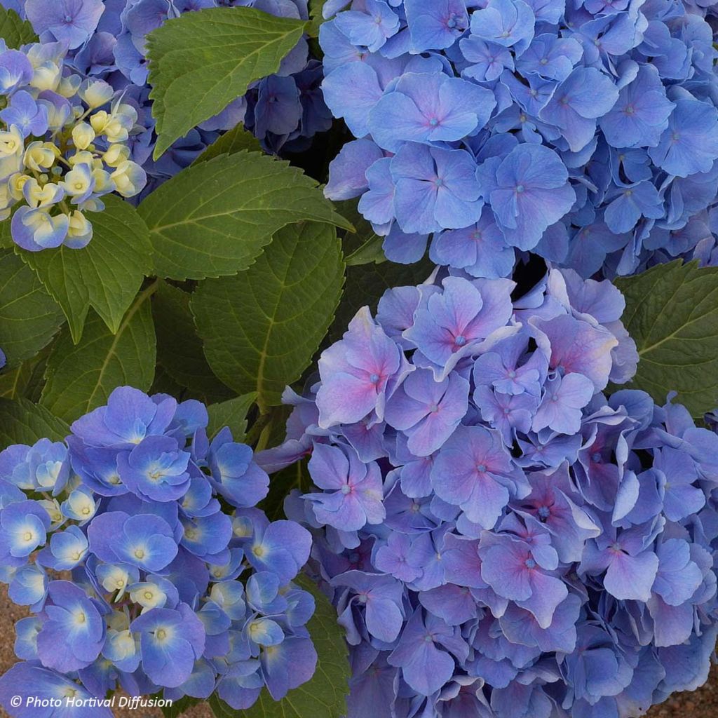 Jalohortensia Benelux (sininen)