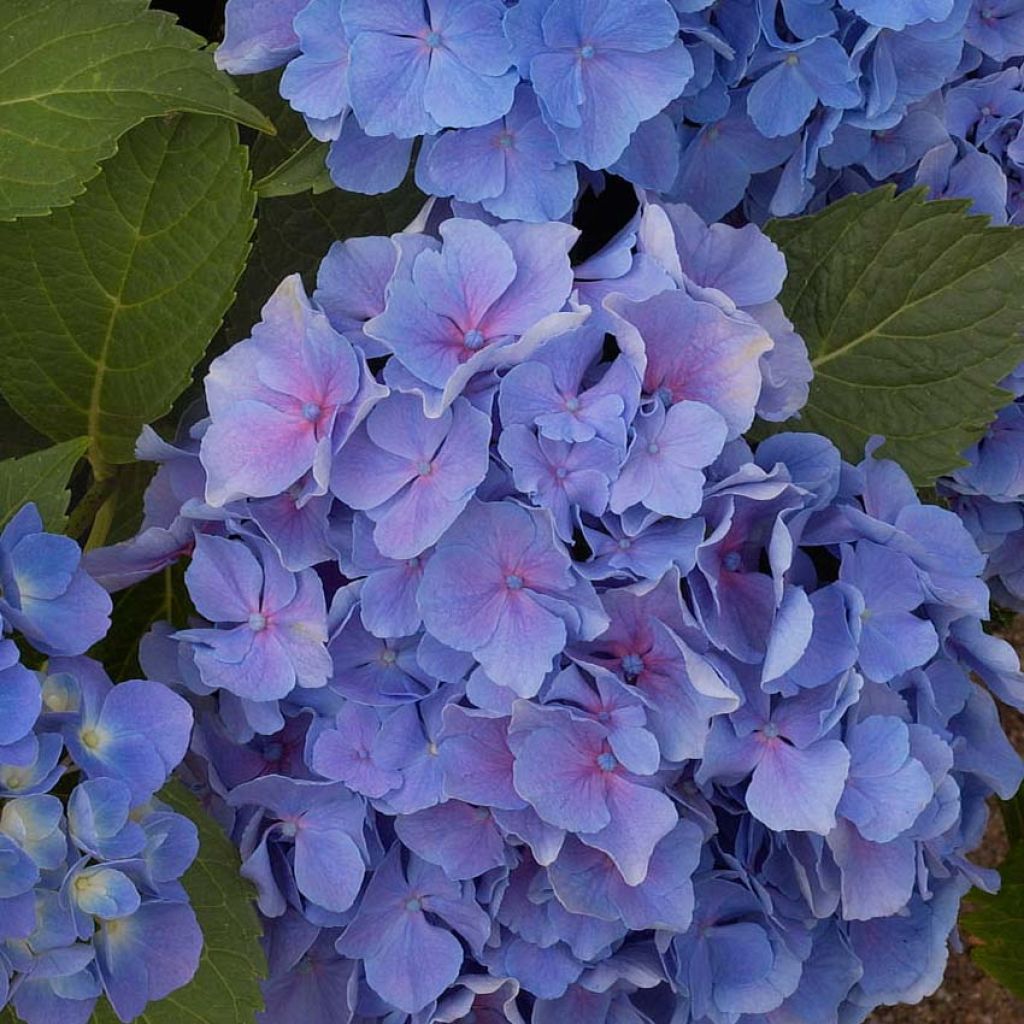 Jalohortensia Benelux (sininen)
