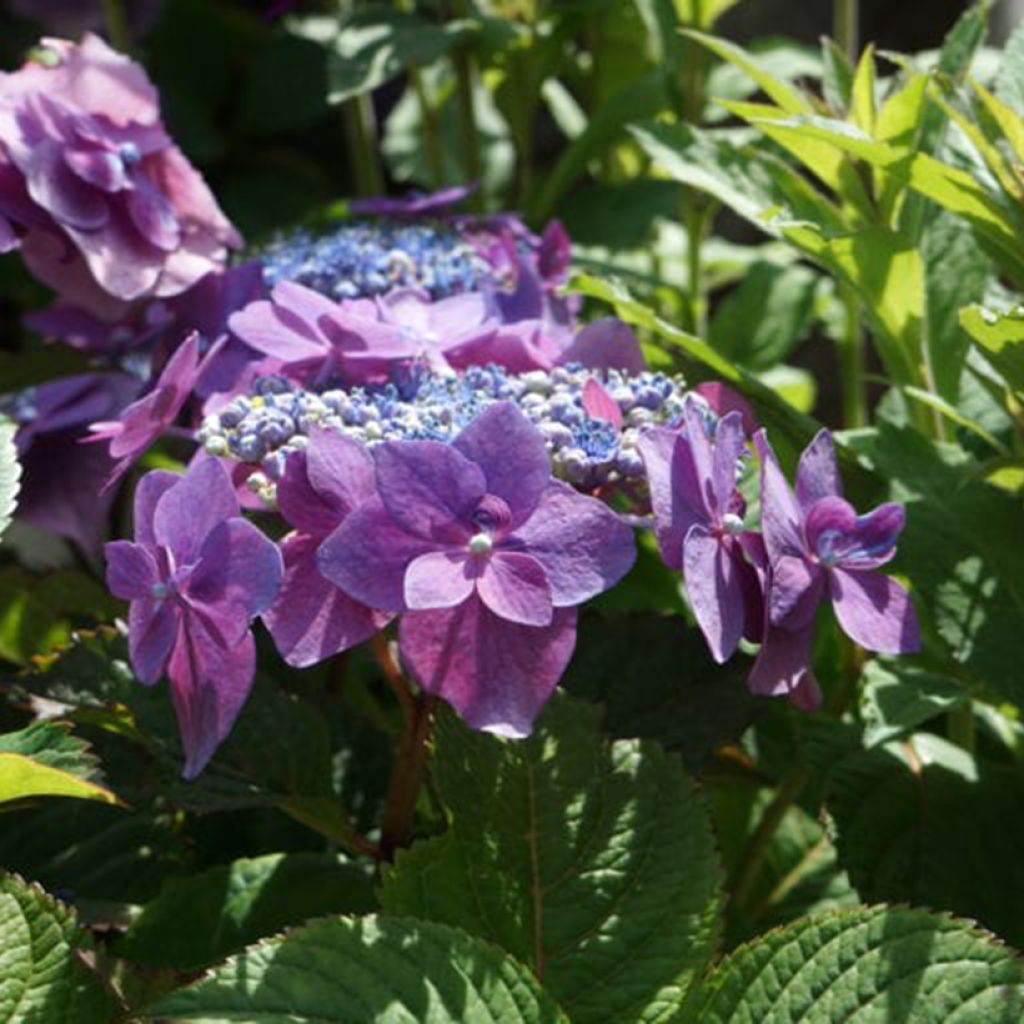 Jalohortensia Flair & Flavours Blackberry Pie