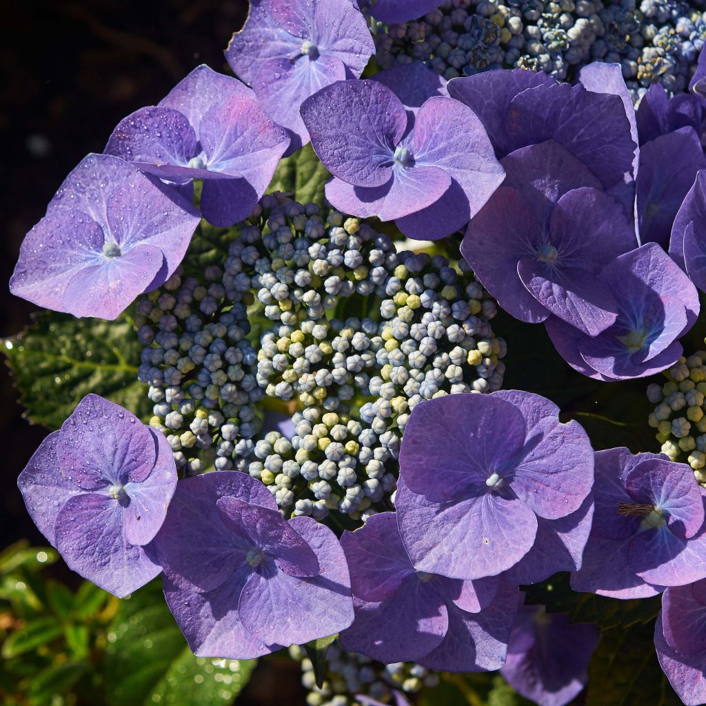 Jalohortensia Blaumeise