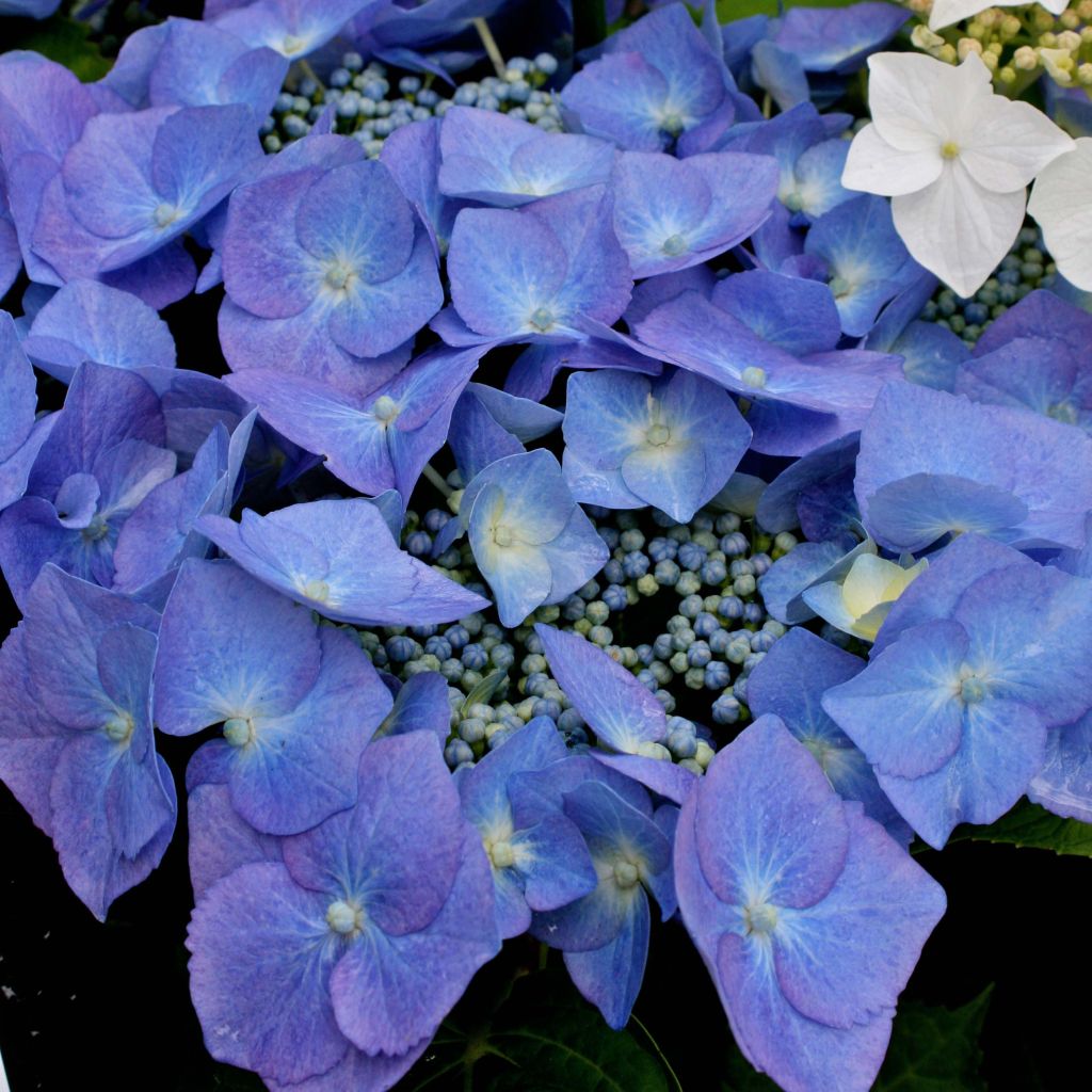 Jalohortensia Blaumeise