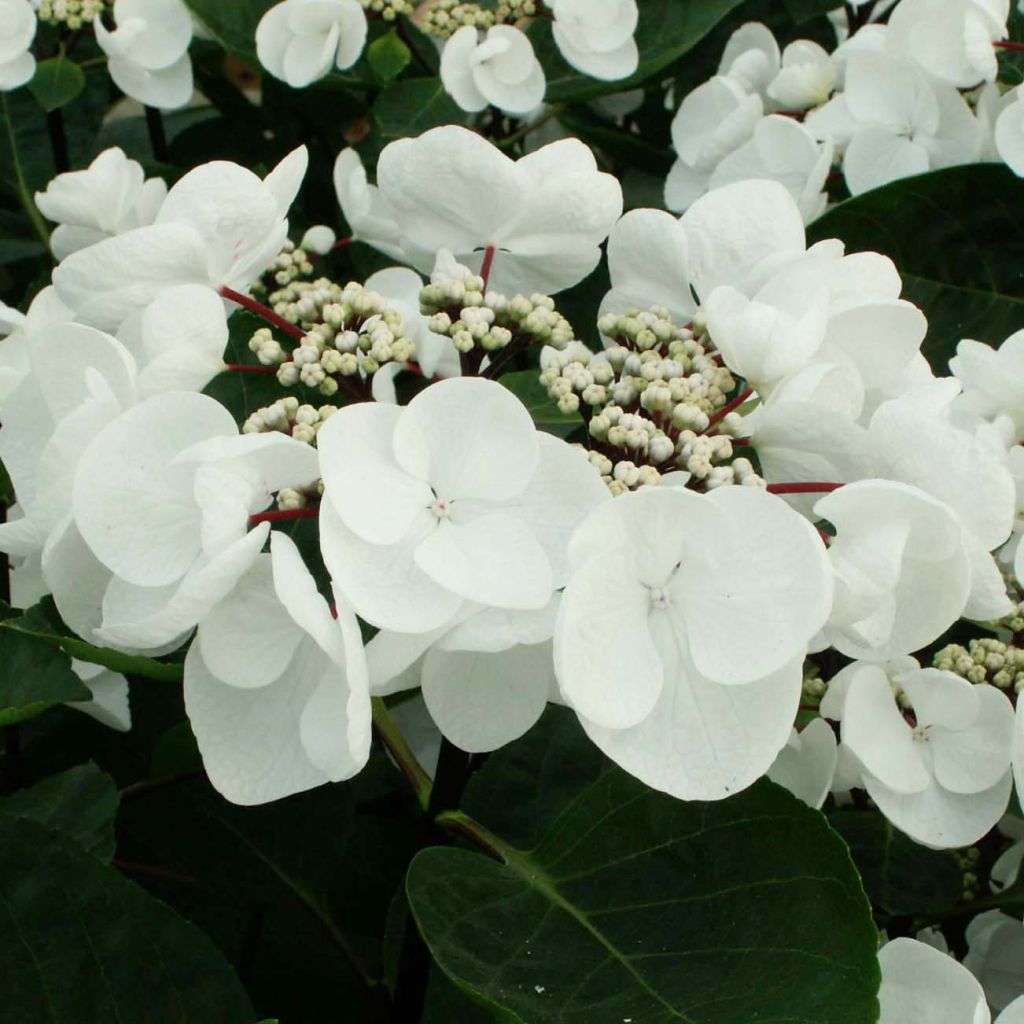 Jalohortensia Rendez-Vous Choco Chic