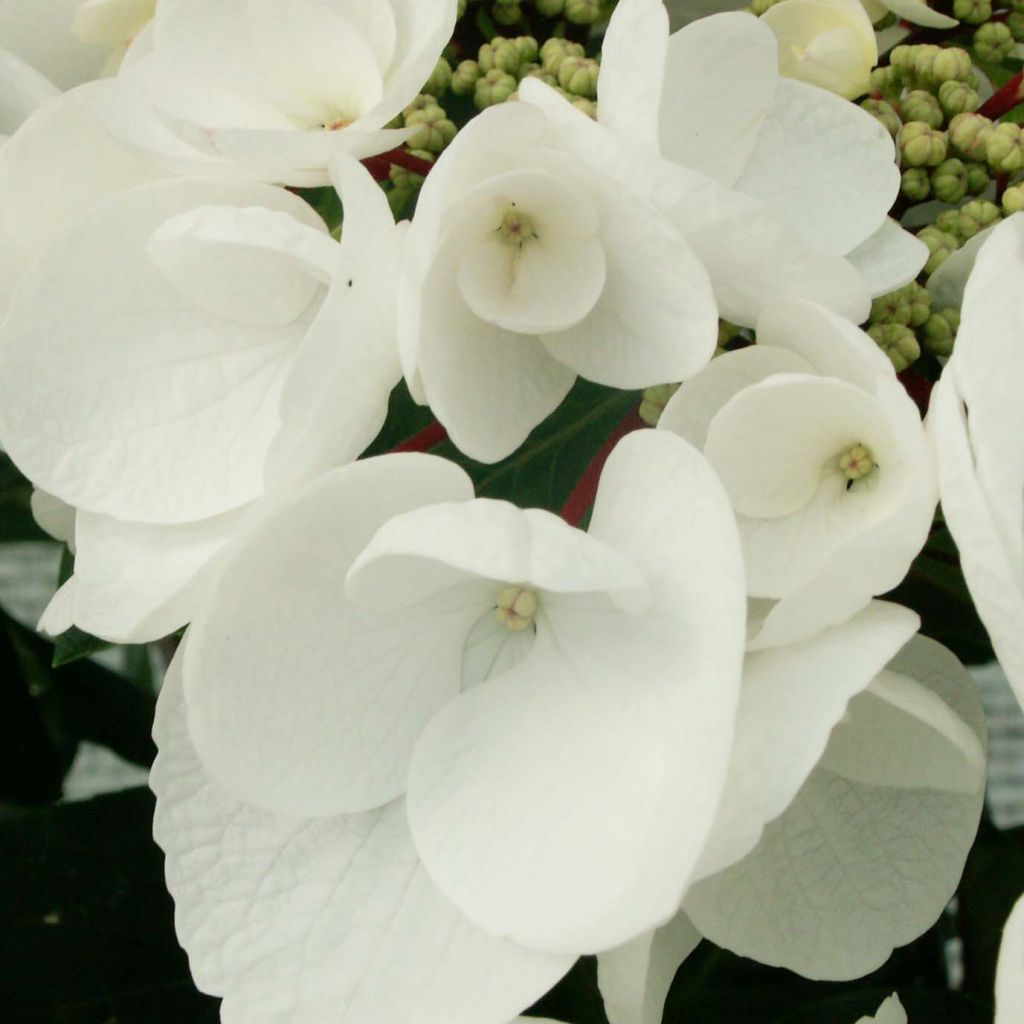 Jalohortensia Rendez-Vous Choco Chic