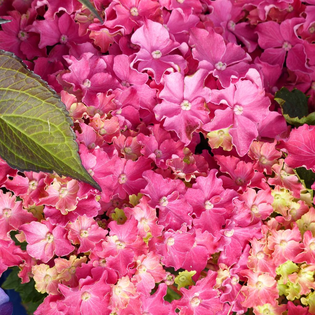 Jalohortensia Curly Sparkle Red