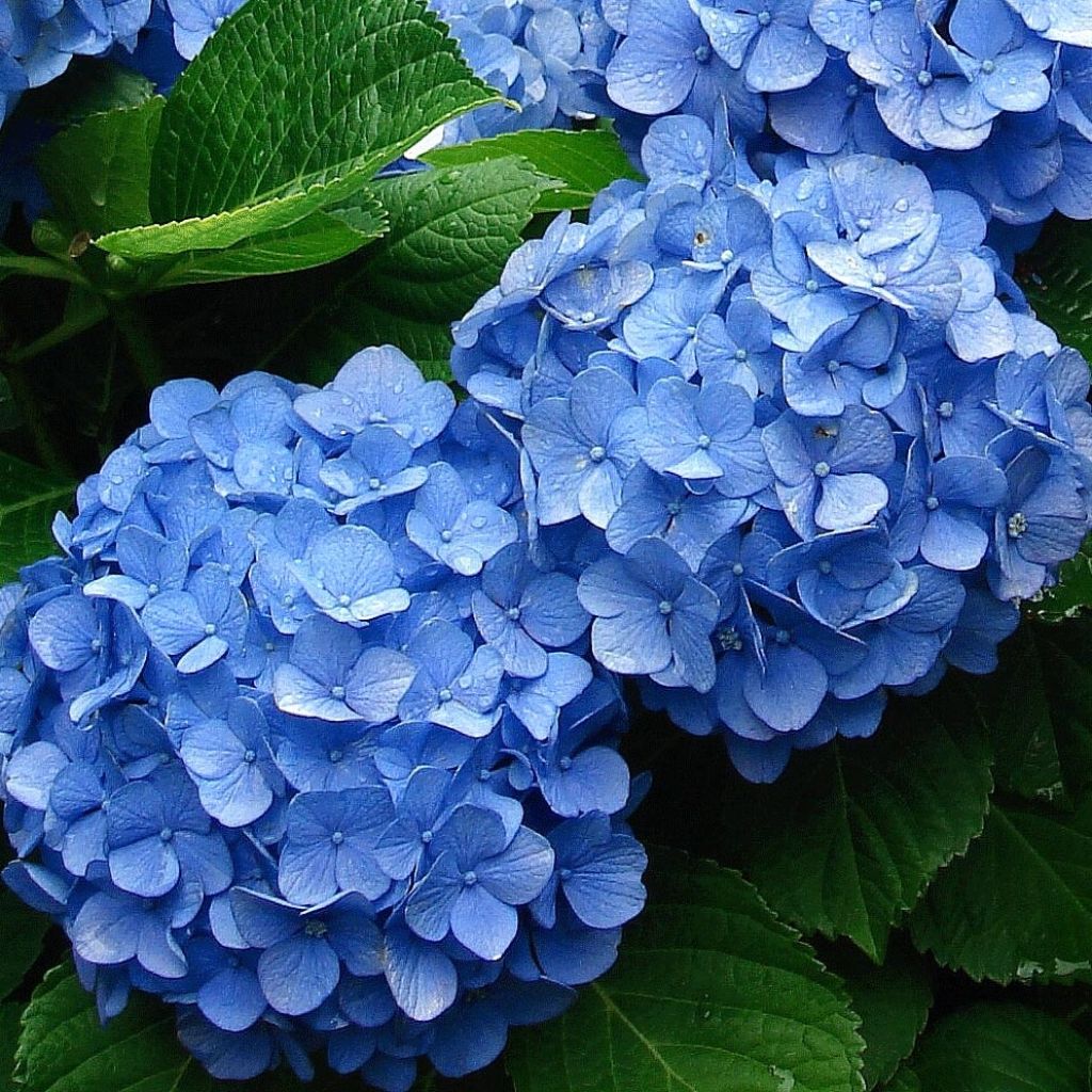 Jalohortensia Deutschland