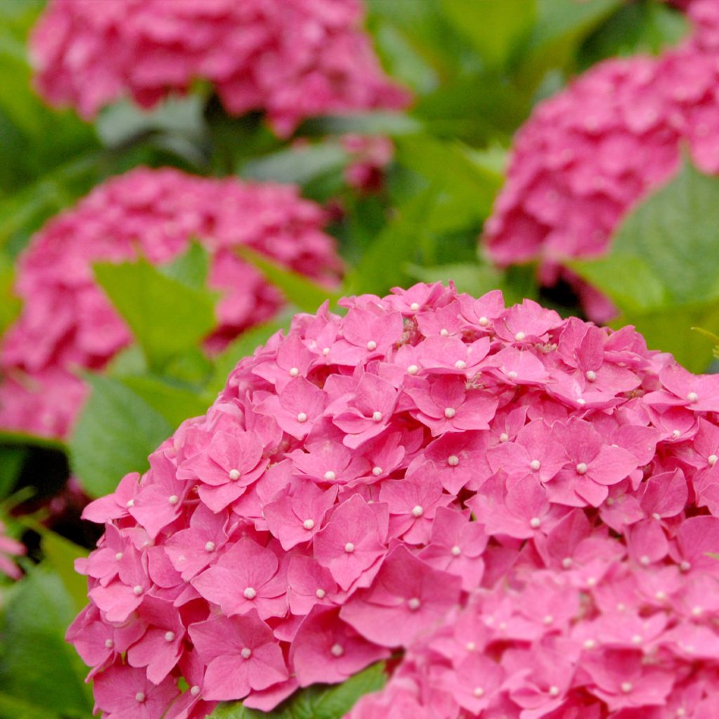 Jalohortensia Deutschland