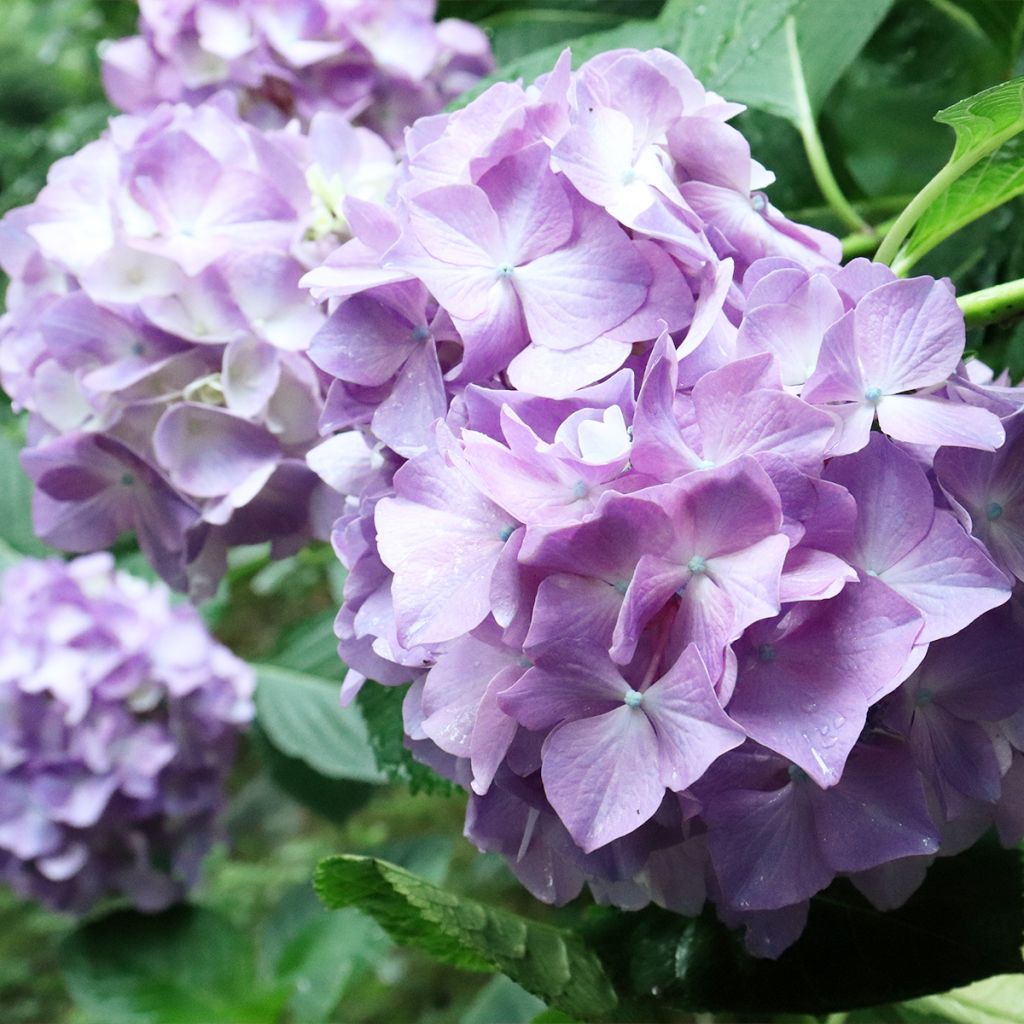 Jalohortensia Deutschland