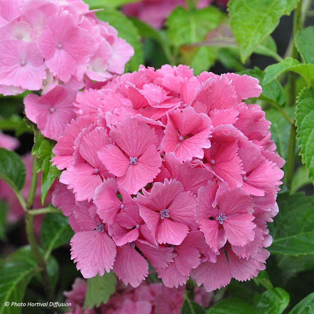 Jalohortensia Dolce Farfalle