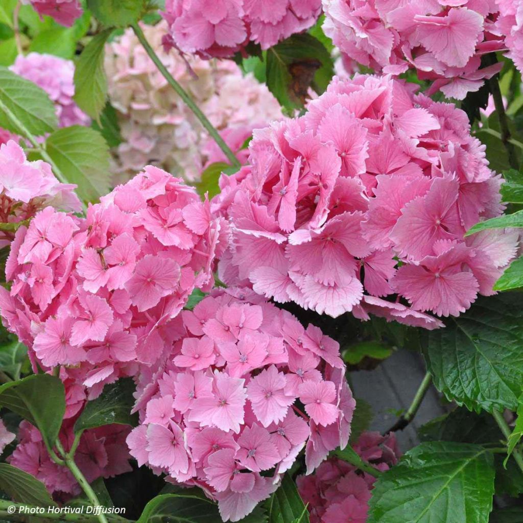 Jalohortensia Dolce Farfalle