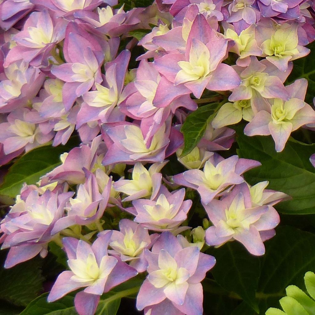 Jalohortensia Double Dutch Blue