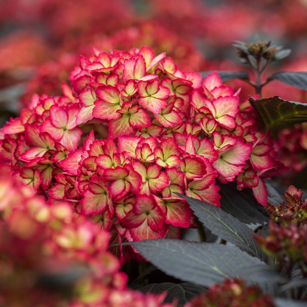 Jalohortensia Eclipse