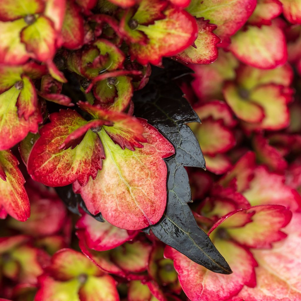 Jalohortensia Eclipse
