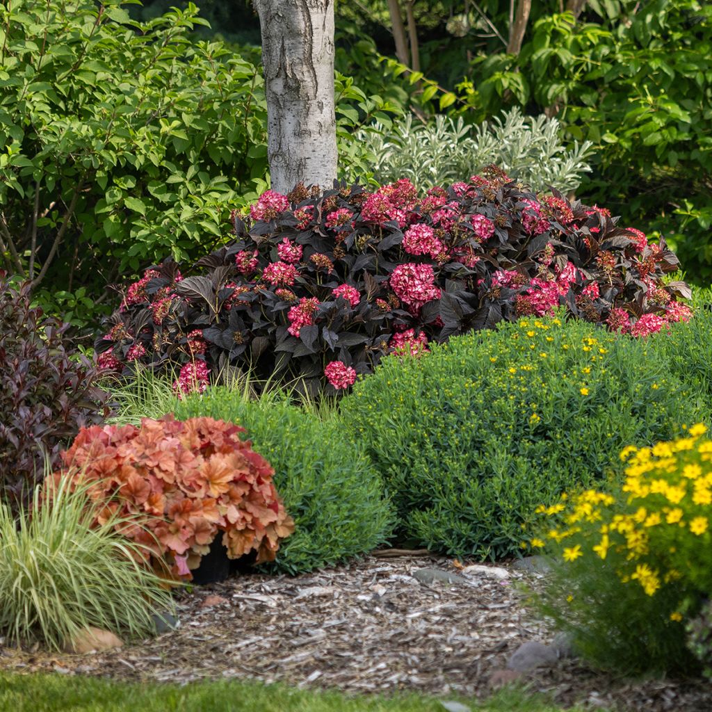 Jalohortensia Eclipse