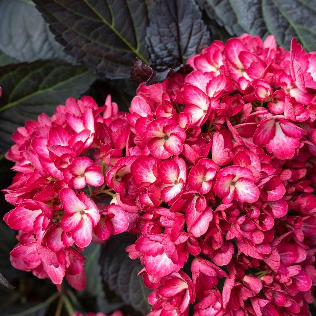 Jalohortensia Eclipse