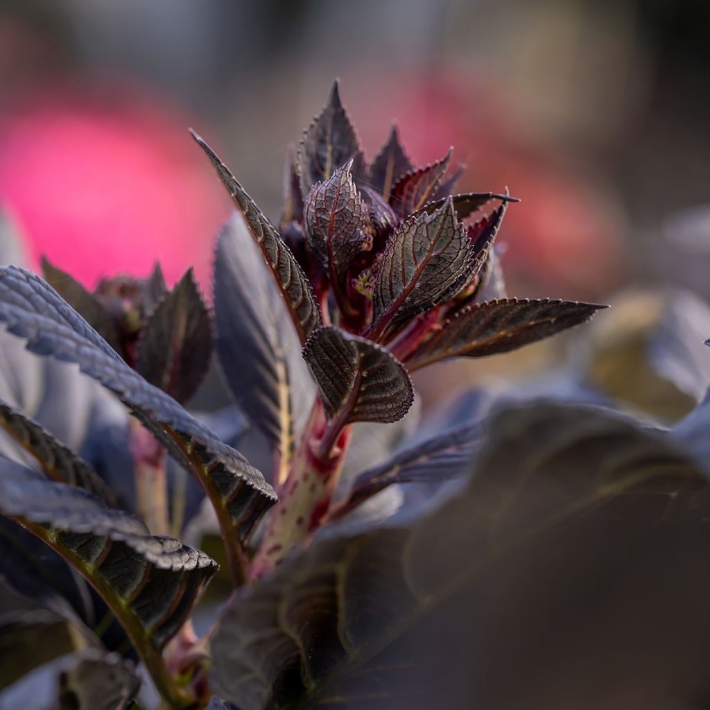 Jalohortensia Eclipse