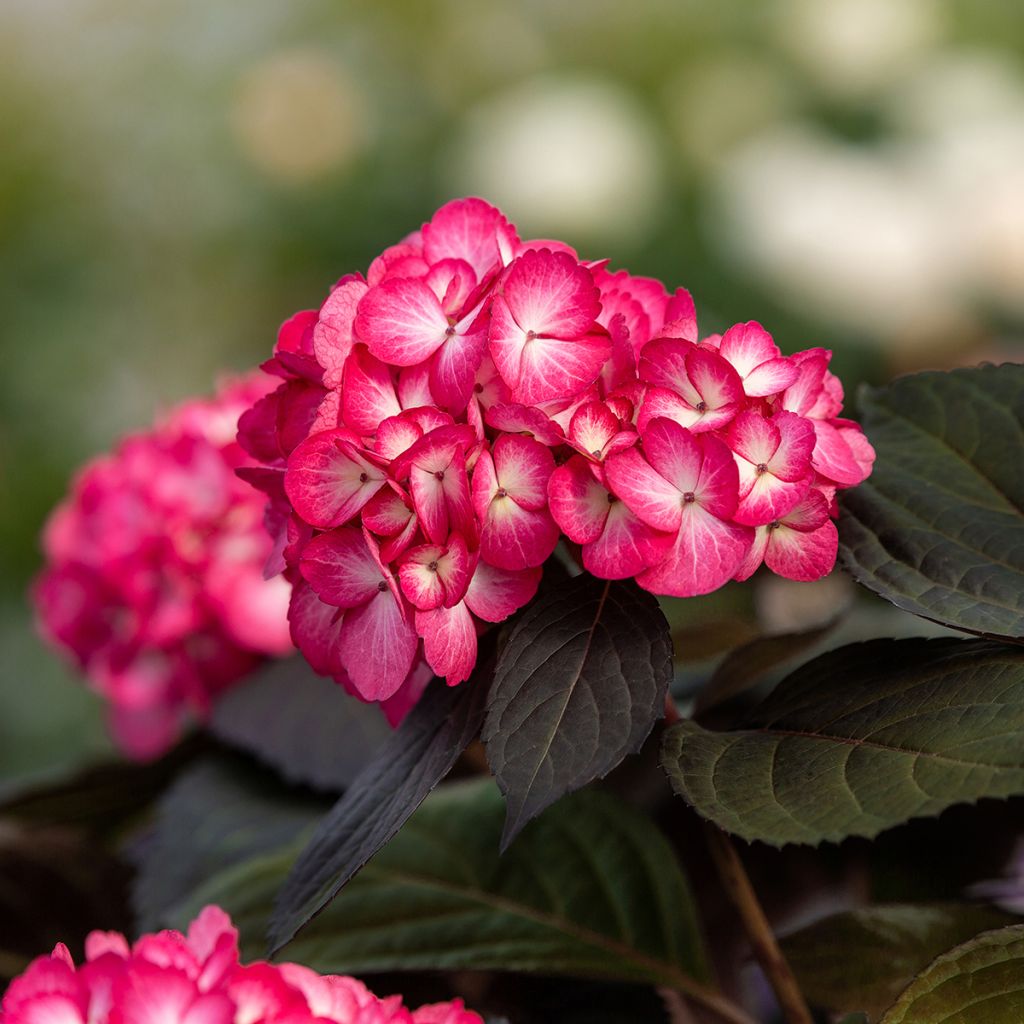 Jalohortensia Eclipse