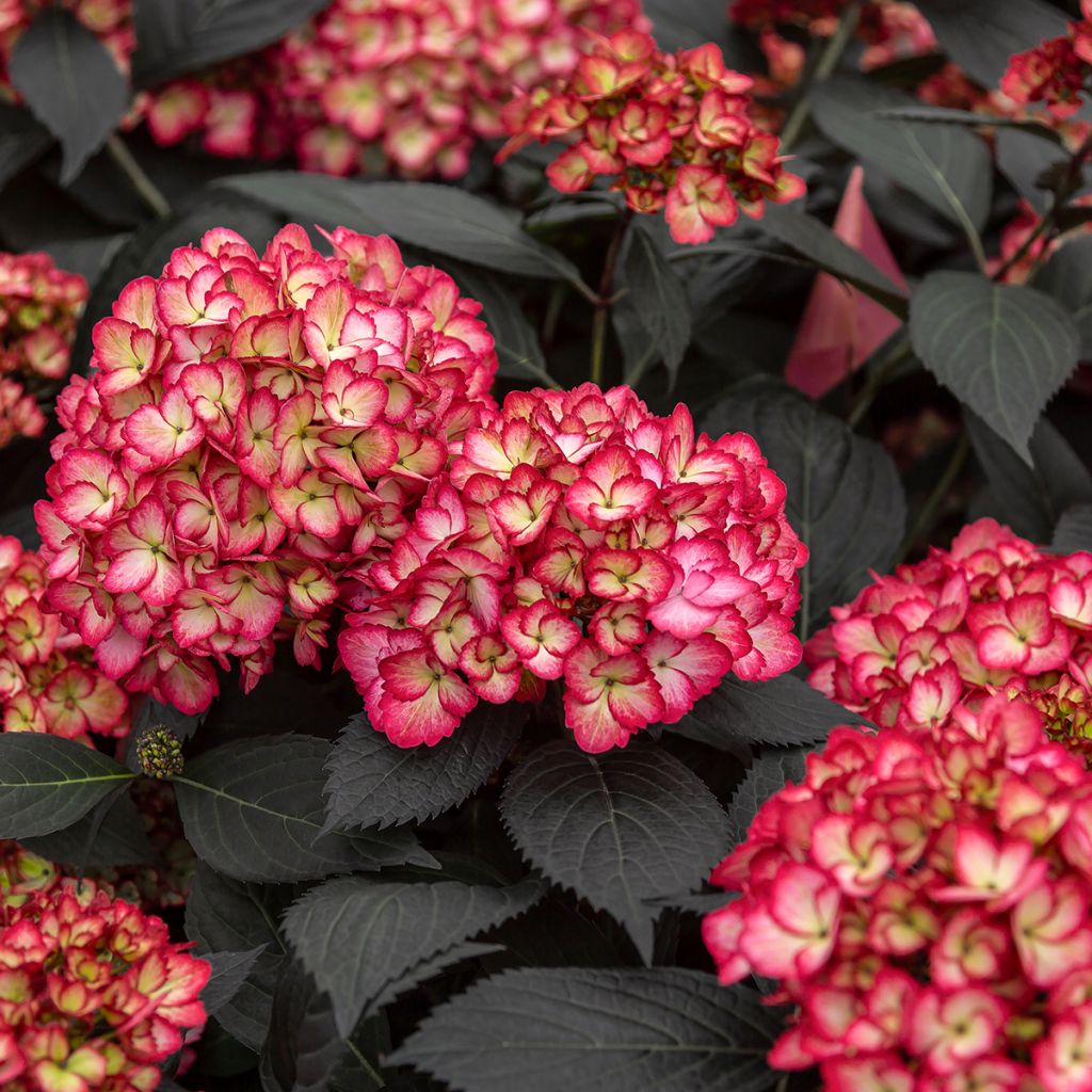Jalohortensia Eclipse