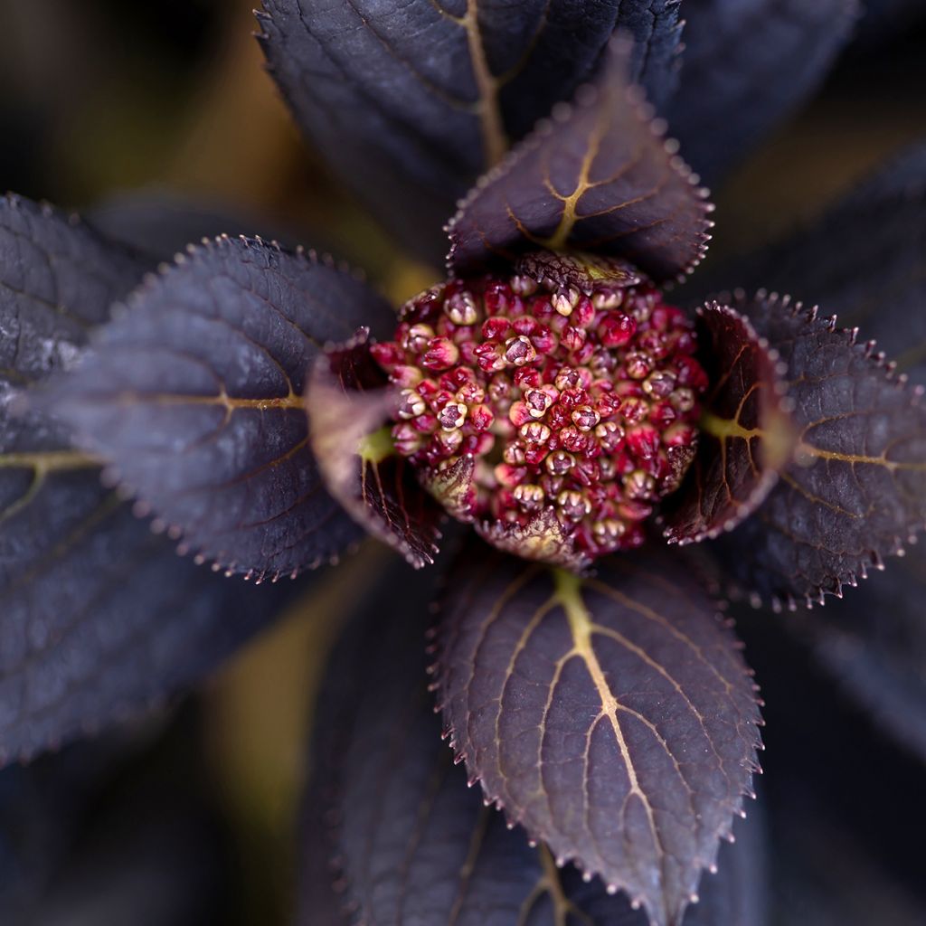 Jalohortensia Eclipse