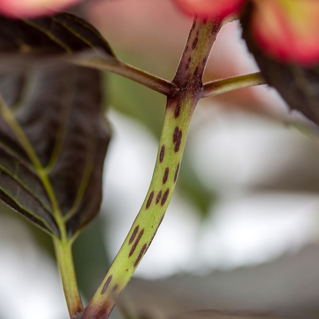 Jalohortensia Eclipse