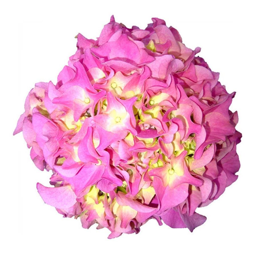 Jalohortensia Early Rose
