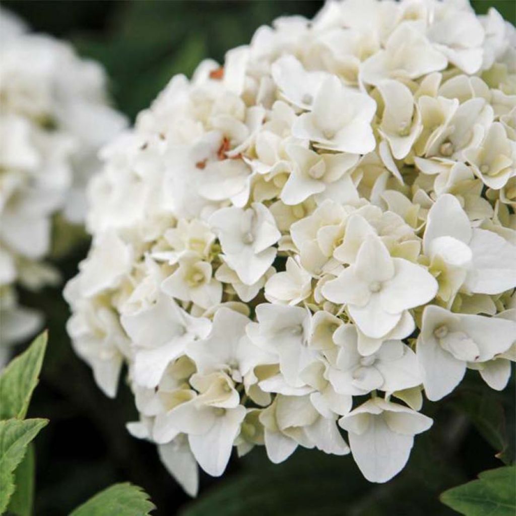Jalohortensia Endless Summer The Bride