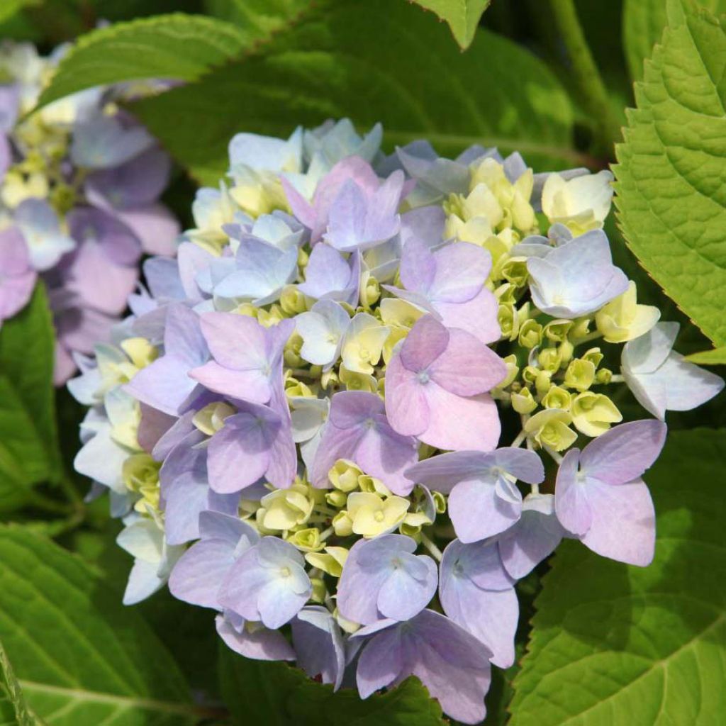 Jalohortensia Endless Summer The Original Blue