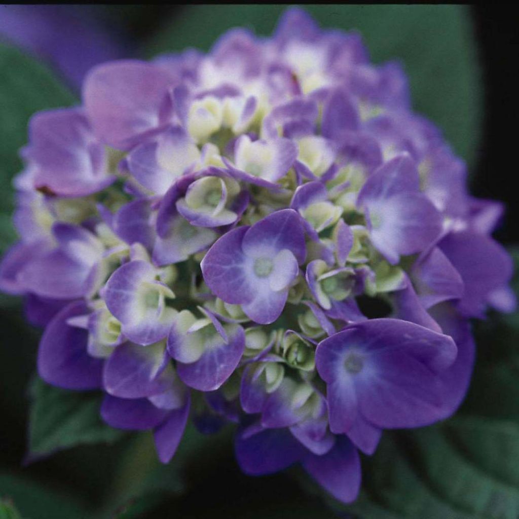 Jalohortensia Endless Summer The Original Blue