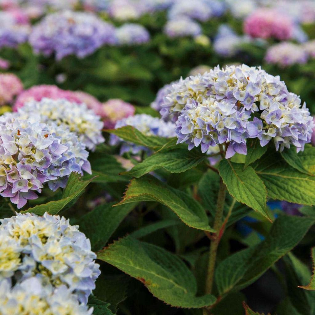 Jalohortensia Endless Summer The Original Blue