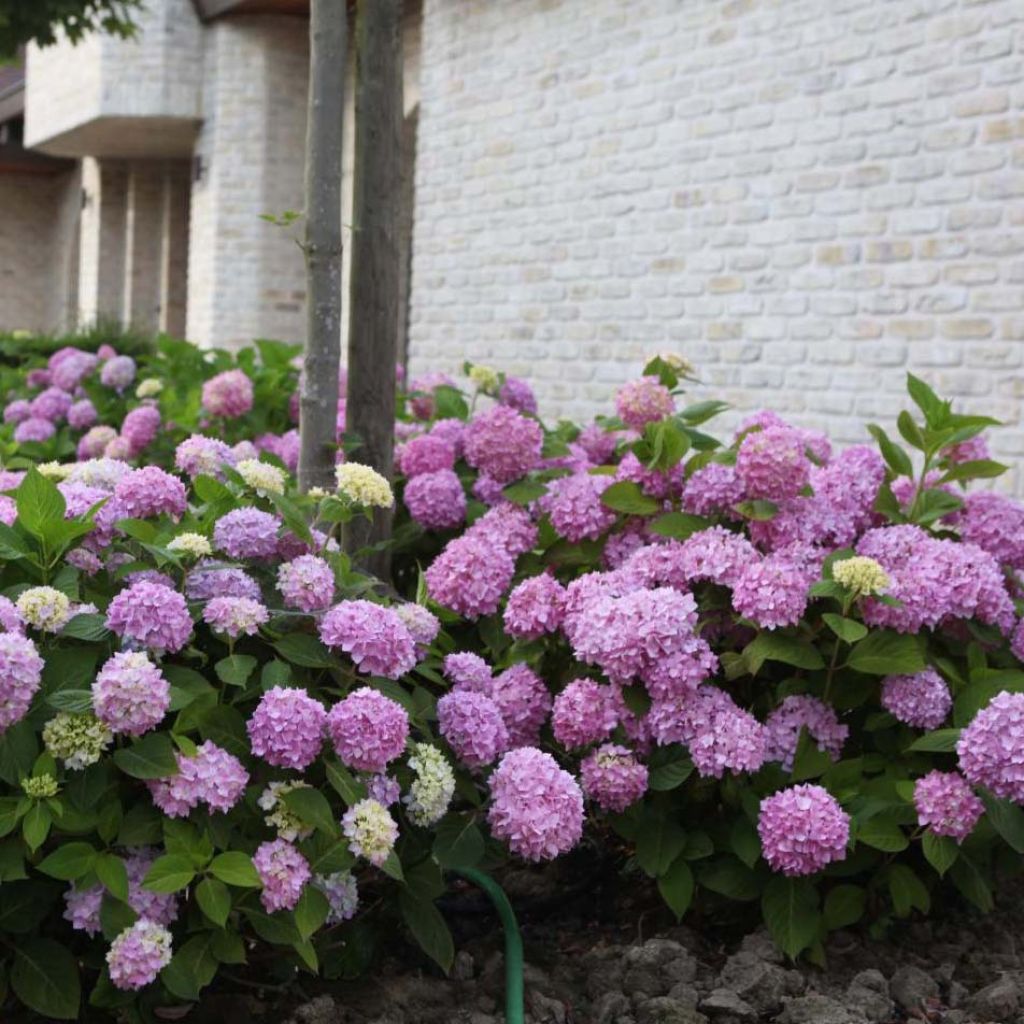 Jalohortensia Endless Summer The Original Pink