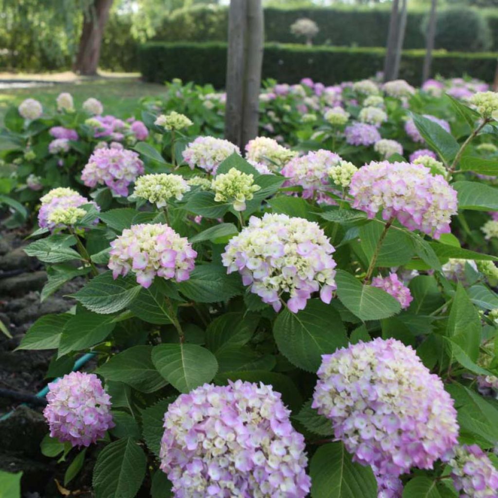 Jalohortensia Endless Summer The Original Pink