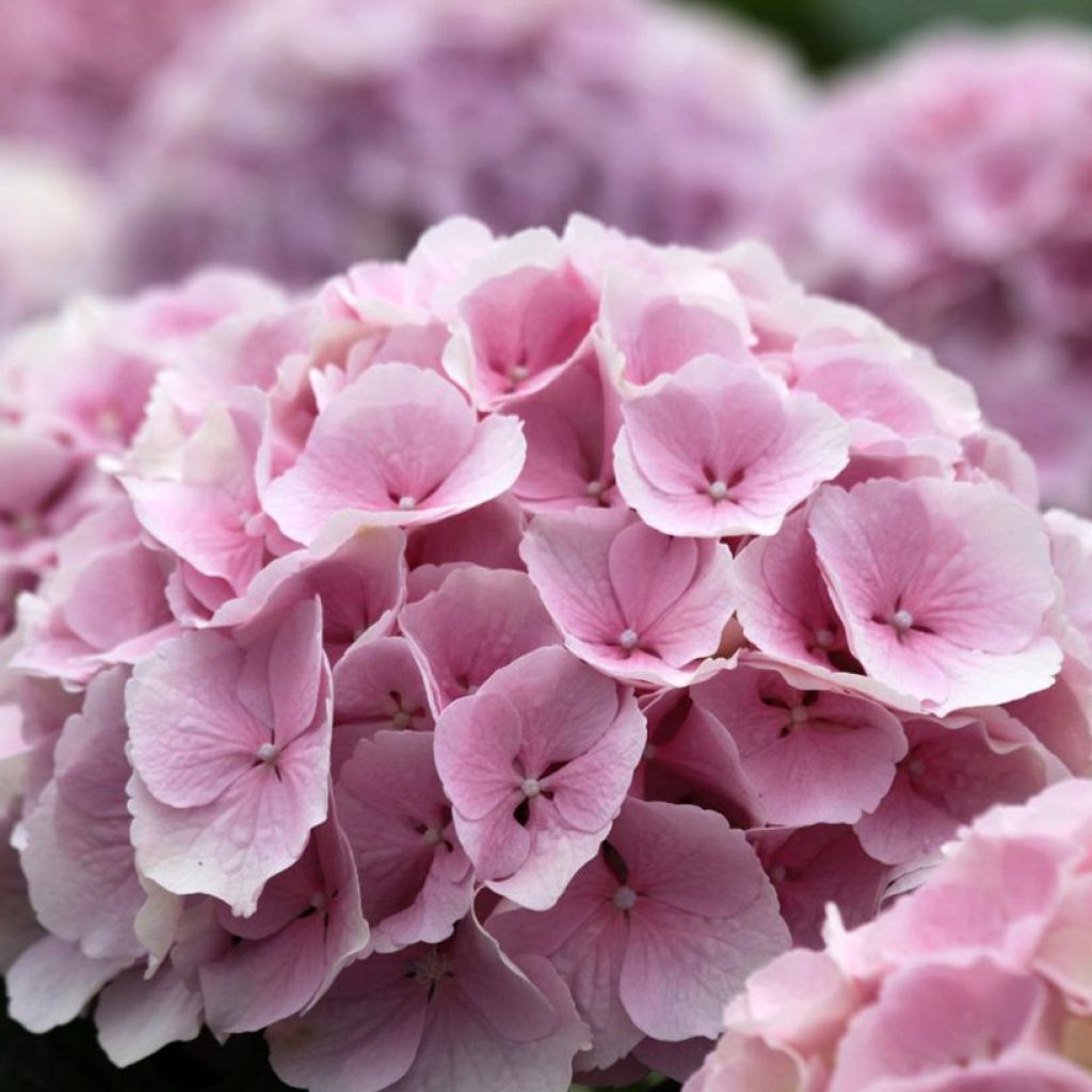 Jalohortensia Everbloom Pink Wonder