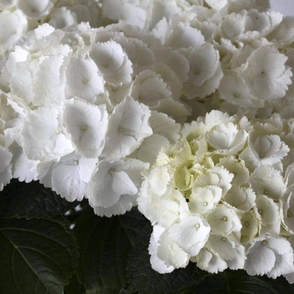 Jalohortensia Everbloom White Wonder