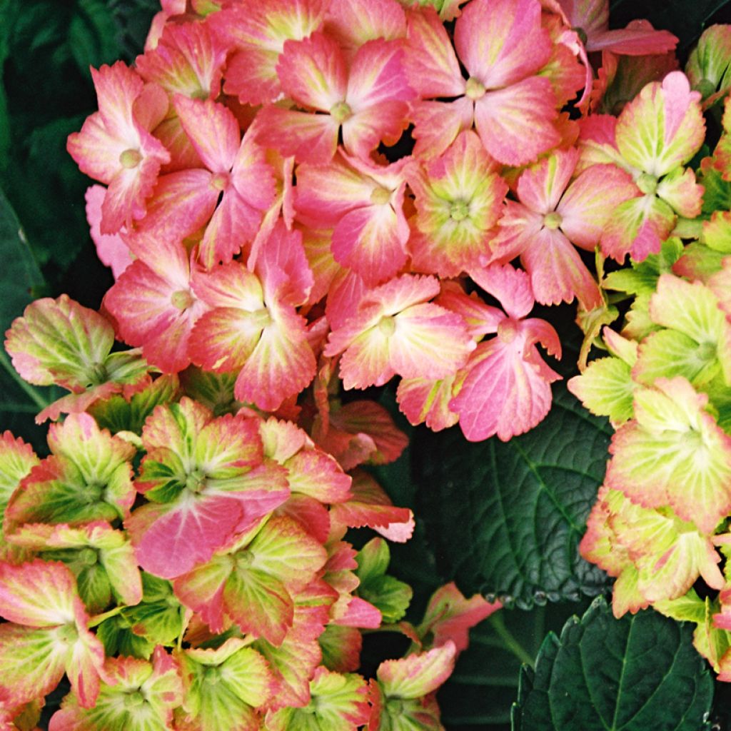Jalohortensia Fantasia
