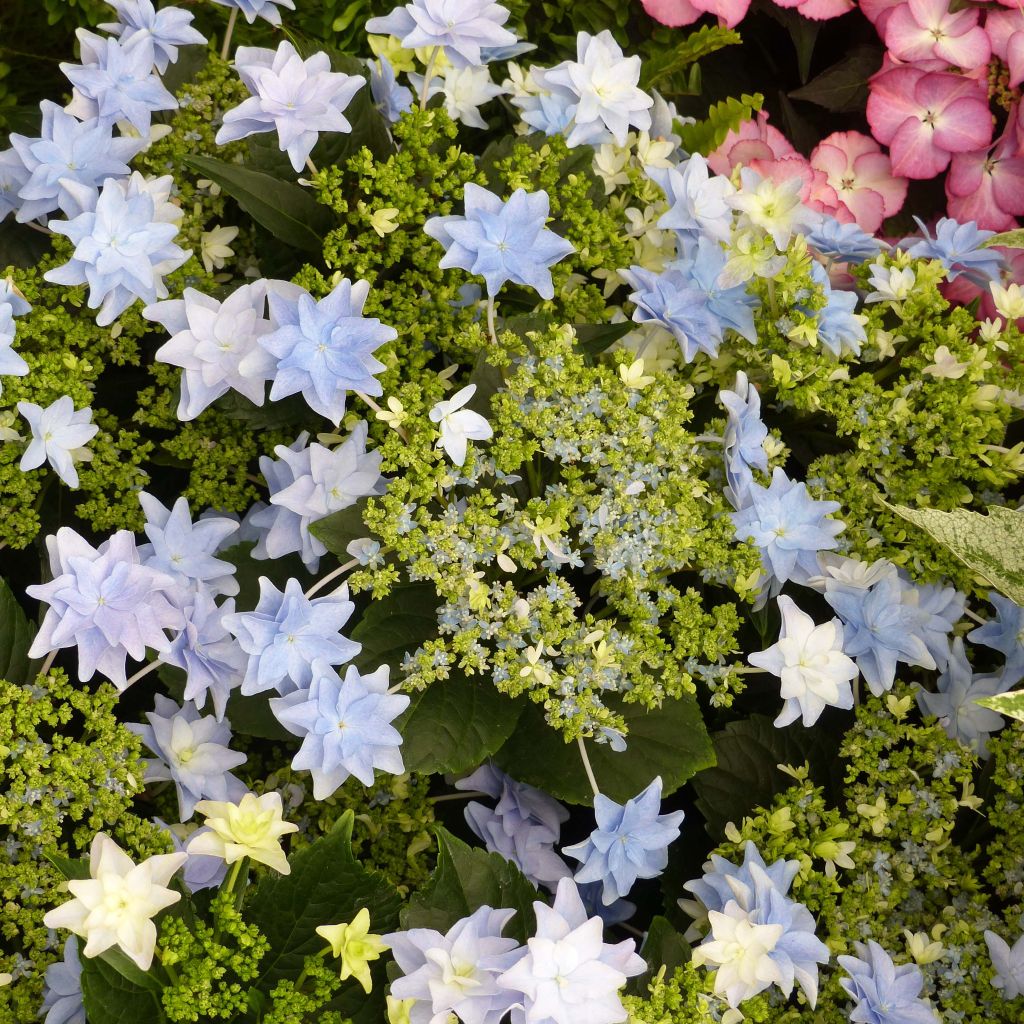 Jalohortensia Fireworks Blue