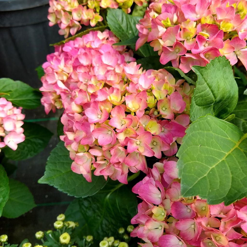 Jalohortensia Gräfin Cosel