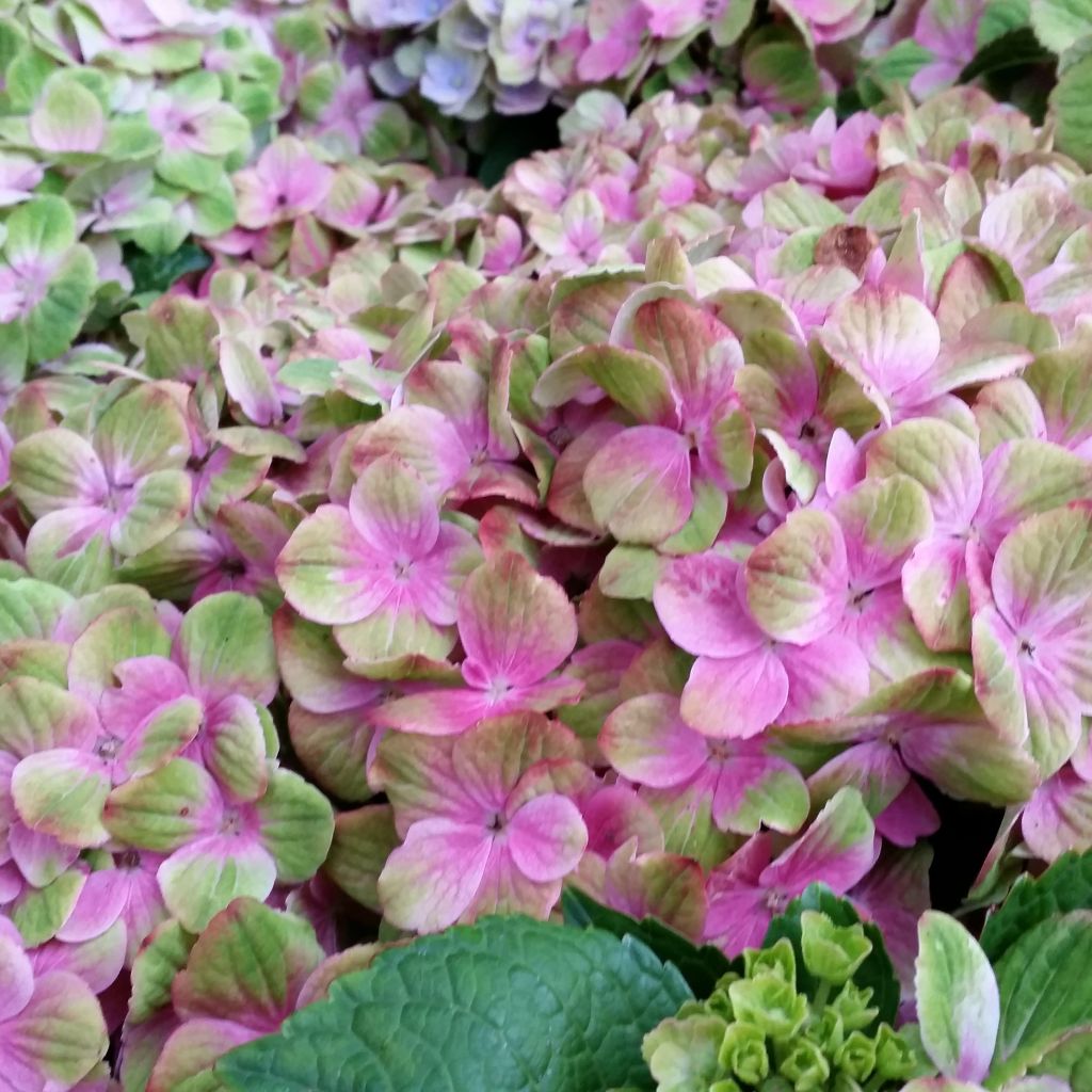 Jalohortensia Magical Amethyst